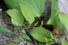 Dioscorea oppositifolia